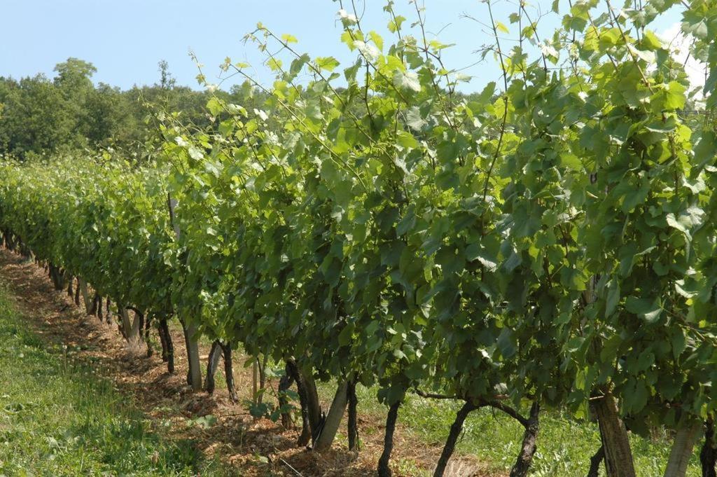 Chambres Sous Les Vignes Du Buttois Bussy-le-Grand Экстерьер фото